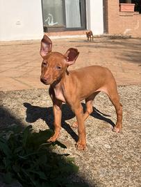 Cucciole cirneco dell'etna
