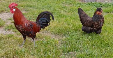 Coppia galline ovaiole