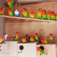 Pappagalli inseparabili singoli coppie e pulli