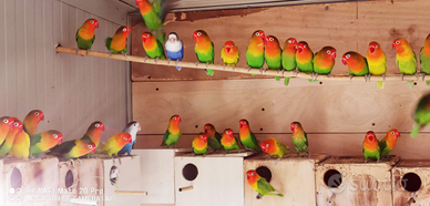 Pappagalli inseparabili singoli coppie e pulli
