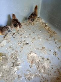 Animali chioccia con fagiani ledj