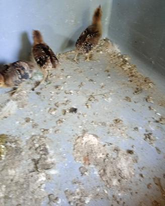 Animali chioccia con fagiani ledj