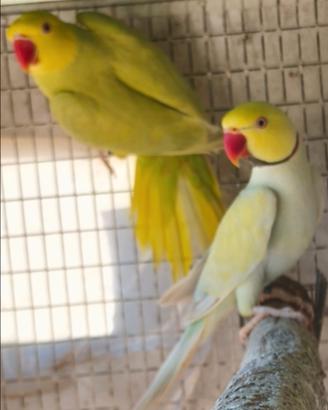 Coppia parrocchetti mutata FOI23