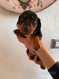 Bassotto nano tedesco