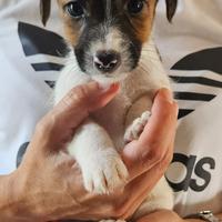 Jack russel terrier ruvidi