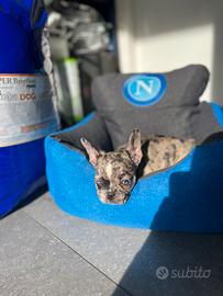 Cucciolo bulldog francese merle