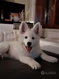Pastore Svizzero bianco cuccioli