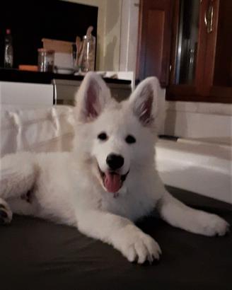 Pastore Svizzero bianco cuccioli