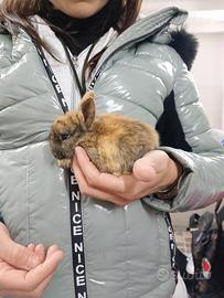 Conigli nani colorati