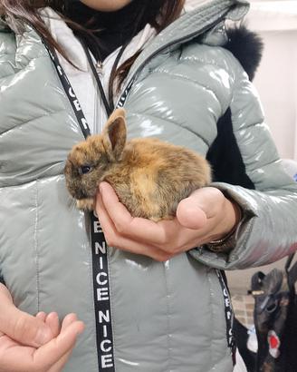 Conigli nani colorati