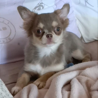 Chihuahua Femmina lilac tan Pelo Lungo