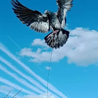 Piccioni addestrati a Cimbello per colombaccio