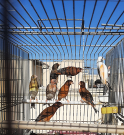 F1 di cardinalino incardellati portoghesi