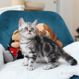 Gattino scottish British shorthair marble