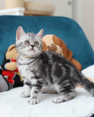 Gattino scottish British shorthair marble