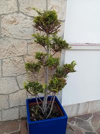 Pianta ornamentale