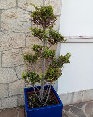 Pianta ornamentale