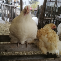 Galline bianche incrocio con cocincina gigante