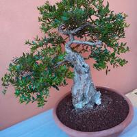 Bonsai pianta Mirto