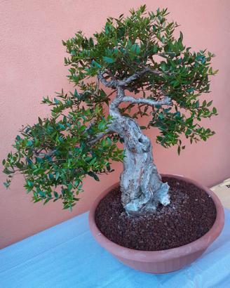 Bonsai pianta Mirto