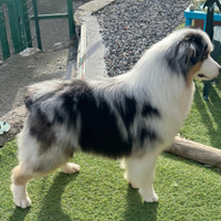 Pastore Australiano per monta