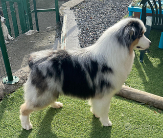 Pastore Australiano per monta