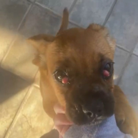 Cane taglia piccola