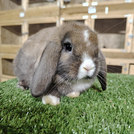 Coniglio nano coniglietti