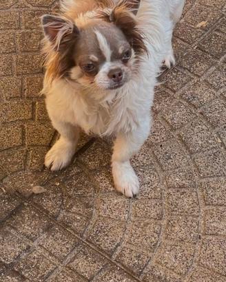 Chihuahua