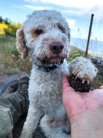 Lagotto Romagnolo per Monta
