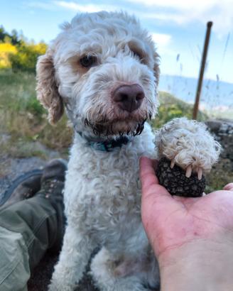 Lagotto Romagnolo per Monta