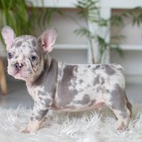 Cuccioli di bulldog francesi merle maschi femmine