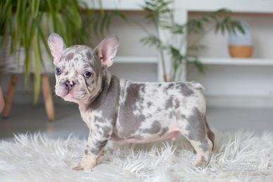 Cuccioli di bulldog francesi merle maschi femmine
