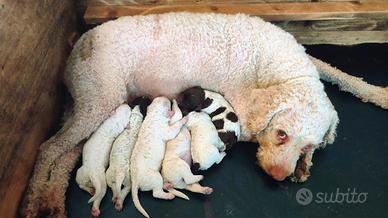 Cuccioli di Lagotto Romagnolo