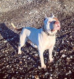 Pitbull