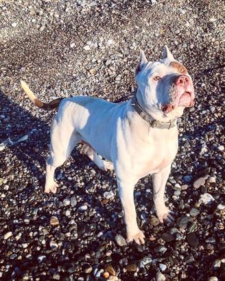 Pitbull