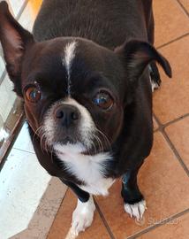Chihuahua dolcissima in dono