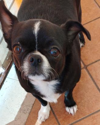 Chihuahua dolcissima in dono
