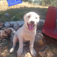 Cucciolo 2 mesi color crema