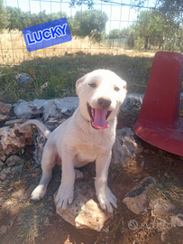 Cucciolo 2 mesi color crema