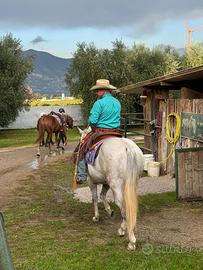 Performance Horses Franciacorta asd