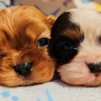 Cavalier king pedigree enci