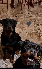 Cuccioli di Rotweiler