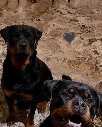 Cuccioli di Rotweiler