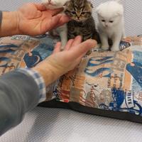 Cuccioli di gattini scottish straight e fold