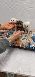 Cuccioli di gattini scottish straight e fold