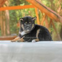 Cucciola di Shiba Nerofocata