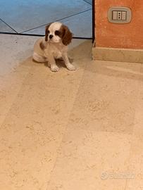 Cucciolo Cavalier king con pedigree Enci