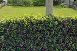 Terreno edificabile sul lago Maggiore