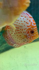 Discus 20 cm